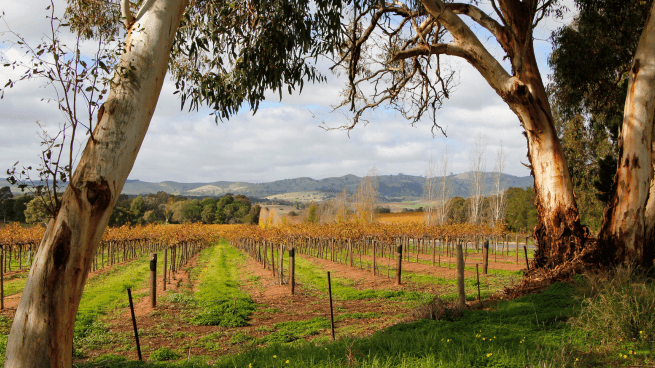Barossa Valley