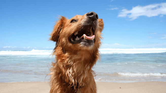 Dog on Beach